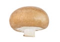 Champignon royal brown one whole isolated on white background with clipping path, element of packaging design. Full depth of field Royalty Free Stock Photo