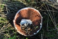 Champignons Agaricus bisporus mushroom, laying picked on grass background Royalty Free Stock Photo