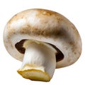 champignons, close-up, isolated on a white background