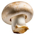 champignons, close-up, isolated on a white background