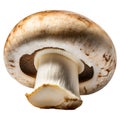 champignons, close-up, isolated on a white background