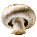 champignons, close-up, isolated on a white background