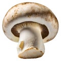 champignons, close-up, isolated on a white background