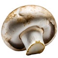 champignons, close-up, isolated on a white background