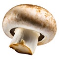 champignons, close-up, isolated on a white background