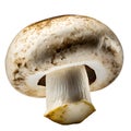 champignons, close-up, isolated on a white background