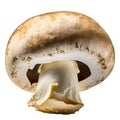 champignons, close-up, isolated on a white background