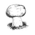 Champignons growing on a mushroom farm. Vintage monochrome vector hatching illustration isolated on white