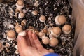 Champignons Mushrooms box. Growing and collecting champignons.Brown mushrooms in a hand.Growing mushrooms at home.Brown Royalty Free Stock Photo