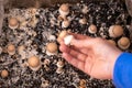 Champignons Mushrooms box.mushroom into the soil. Growing and collecting champignons.Brown mushrooms in a hand.Growing Royalty Free Stock Photo