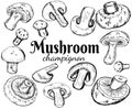 Champignons set. Vector illustration of mushrooms champignons on white background. Hand drawn style. Organic veg Royalty Free Stock Photo