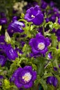 Champion Blue Canterbury Bells (Campanula medium)