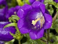 Champion Blue Canterbury Bells Campanula medium