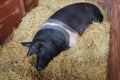 Saddleback Pig. Royalty Free Stock Photo