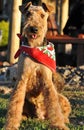 Champion happy Airedale Terrier show dog wearing bandanna Royalty Free Stock Photo