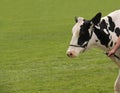 Holstein Dairy Farm Cow.