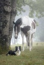 Portrait of a paint horse and a Border Collie dog in a foggy forest