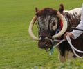 Champion Longhorn Beef Bull.
