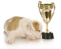 Champion puppy Royalty Free Stock Photo