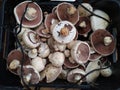 Freshly cut mushrooms or mushrooms. The common mushroom, mushroom from Paris - whose scientific name is Agaricus bisporus - is a Royalty Free Stock Photo