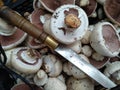 Freshly cut mushrooms or mushrooms. The common mushroom, mushroom from Paris - whose scientific name is Agaricus bisporus - is a Royalty Free Stock Photo