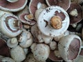 Freshly cut mushrooms or mushrooms. The common mushroom, mushroom from Paris - whose scientific name is Agaricus bisporus - is a