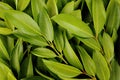 Chamuang leaves (Garcinia Cowa Roxb.) background Royalty Free Stock Photo