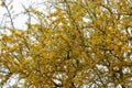 Beautiful yellow Chanar flowers in the mountains of Cordoba Argentina