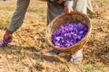 Harvesting saffron crocus flowers in a field in Jammu and Kashmir