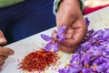 Pistils from saffron crocus flowers in Jammu and Kashmir