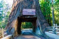 Chandelier Tree sign on 315 foot tall coast redwood tree in drive-thru tree park