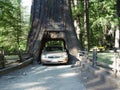 Chandler Tree in California Redwood Forest