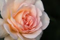 Creamy white rose flower closeup, spiral centers bloom form, dark green background