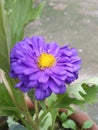 Chandra mallika flower