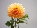 Chandramallika flower in studio background, single Chandramallika flower, Beautiful flower, ai generated image