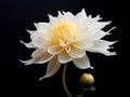 Chandramallika flower in studio background, single Chandramallika flower, Beautiful flower, ai generated image