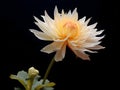 Chandramallika flower in studio background, single Chandramallika flower, Beautiful flower, ai generated image