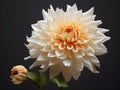 Chandramallika flower in studio background, single Chandramallika flower, Beautiful flower, ai generated image