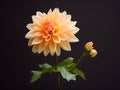 Chandramallika flower in studio background, single Chandramallika flower, Beautiful flower, ai generated image