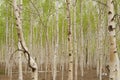 Birch tree sprouting in spring. Royalty Free Stock Photo