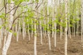 Birch tree sprouting in spring. Royalty Free Stock Photo