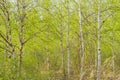 Birch tree sprouting in spring. Royalty Free Stock Photo