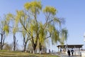 Willow tree sprouting in spring Royalty Free Stock Photo