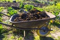 Wheelbarrow full of manure in a vegetable garden Royalty Free Stock Photo