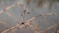 Change of seasons concept: faded stems over frozen icy river or lake in late autumn or early winter