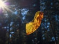 Change Of Seasons: Single Yellow And Red Leaf On A Branch In The Autumn Forest. Sun Beams, Blurred Evergreen Trees In Background. Royalty Free Stock Photo