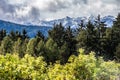 Change of vegetation in the Italian Alps.