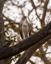 changeable or crested hawk eagle or nisaetus cirrhatus closeup front profile feather details perched on tree in natural green