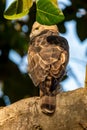 changeable or crested hawk eagle or nisaetus cirrhatus extreme closeup with feather details perched on tree in natural green