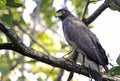 Changeable Hawk Eagle Royalty Free Stock Photo